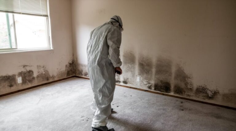 Mold Removal